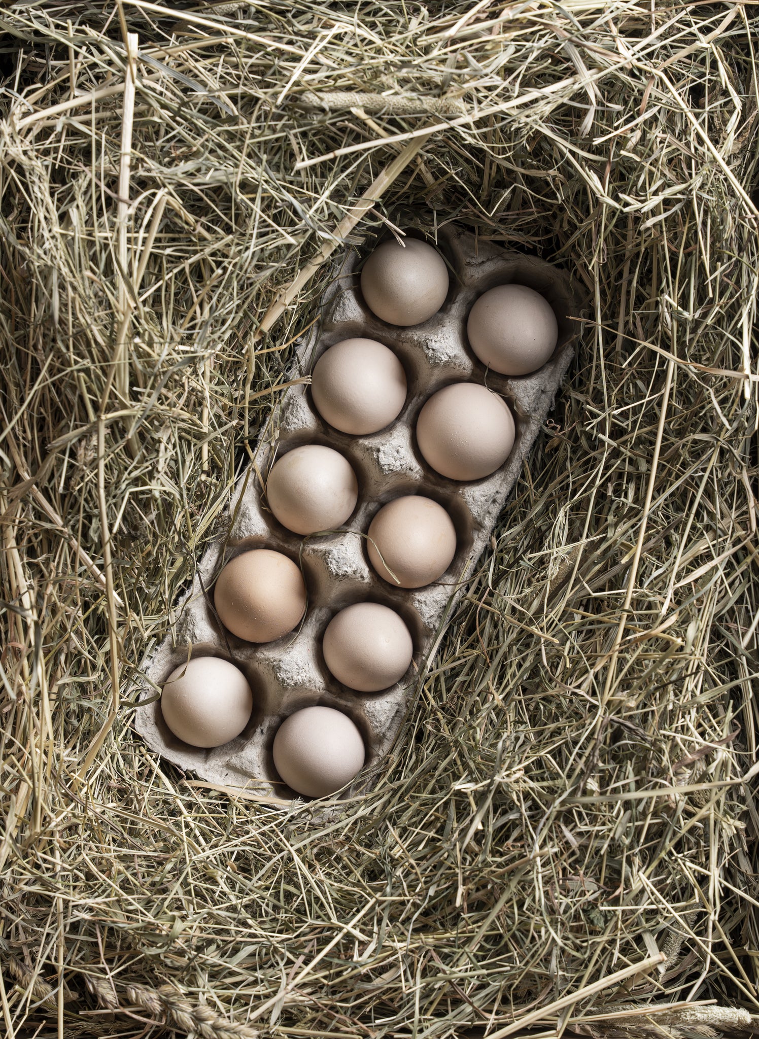 Bruteier Zwergwyndotte