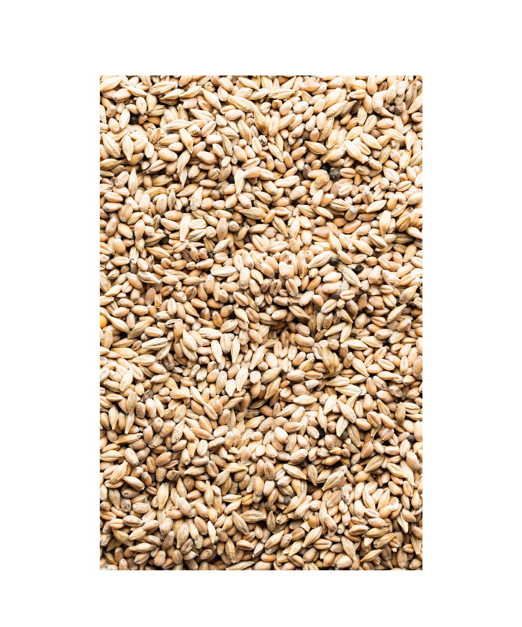 Keimgetreide - biotauglich