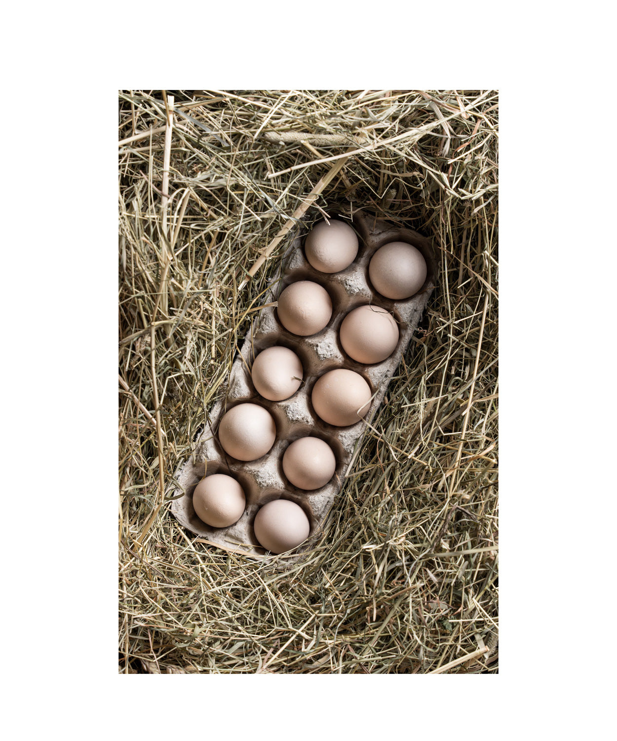 Bruteier Ayam Cemani