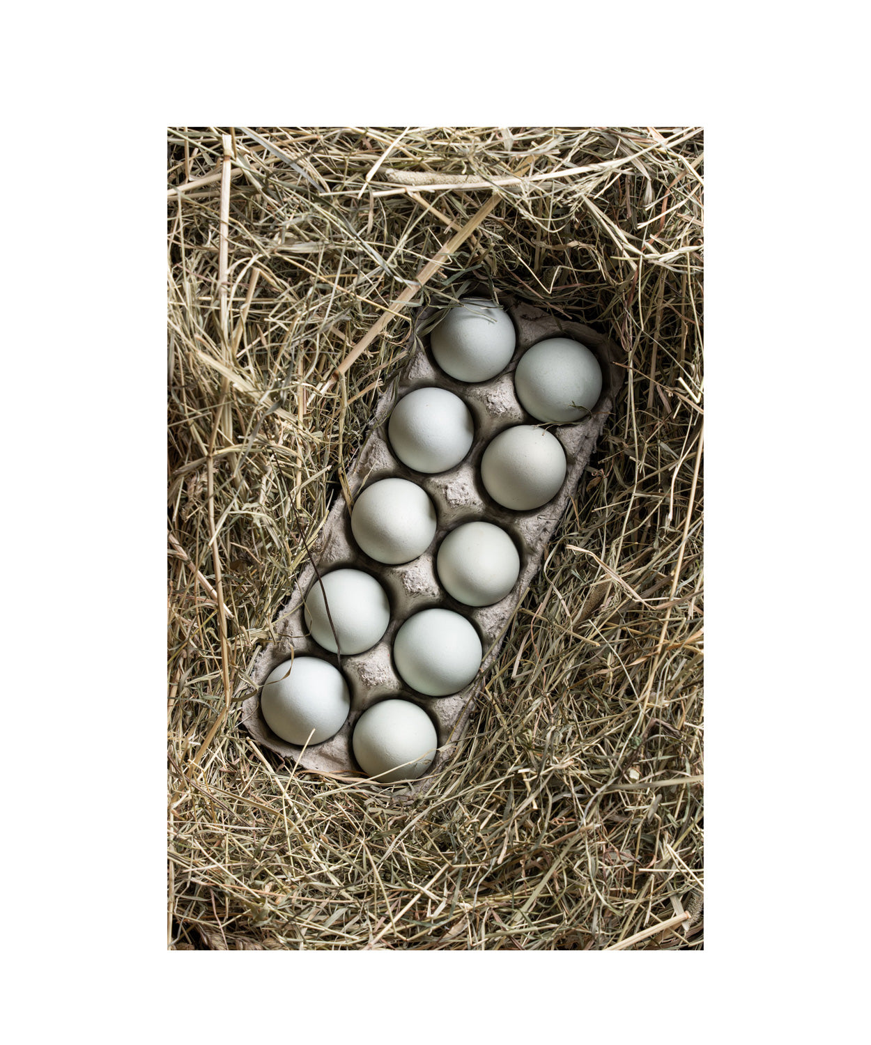 Bruteier Lavender Araucana