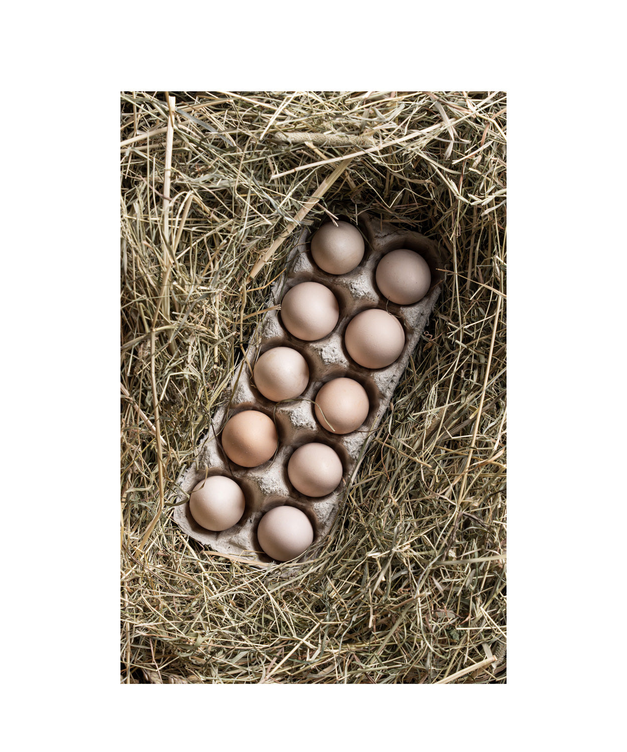 Bruteier Zwergseidenhuhn